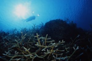 Staghorn corals and photographer, Roatan, Honduras, Nikon... by Ernst Seeling 
